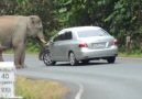 ELEPHANT VS. CAR