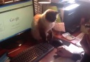 El gato que no te deja trabajar porque es sbado!