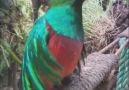 El hermoso canto del Quetzal &lt3