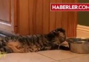 Eliyle Su İçen Kedi..