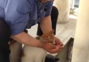 Elleriyle kediye su içiren güzel insan