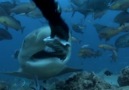 Elleriyle Köpekbalığı Besleyen Dalgıçlar