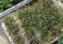 Elm Azrbaycan - Mimosa pudica bitkisi güclü toxunuş v...