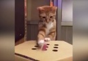 El mejor juego que un gato puede querer!!