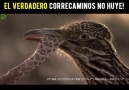 EL VERDADERO CORRECAMINOS NO HUYE!