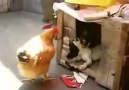 El violador de gallinas jajaja mira el video y goza