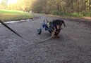 Elvis enjoying using his wheels today in the park )
