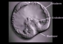 Embriyonik Gelişim-Gerçek Görüntüler