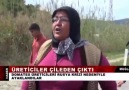 Emeğinin karşılığını alamayan kadin çiftçilerimiz..