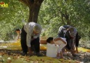 Emektar Annelerimize Gelsin... Kürecik Bir Sevdadır