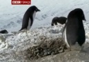 Emilia - Hırsız Penguen
