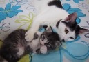 Emin Güngen - Uyuyan yavrusunu rahatlatıyor annesi