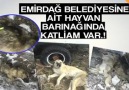 Emirdağ Hayvan Barınağında Katliam var.!