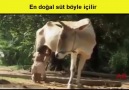 En doğal süt böyle içilir