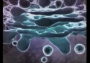 Endoplazmik Retikulum ve Golgi Aygıtı