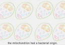 Endosymbiont hypothesis aboutHow eukaryotes evolve from prokaryotes