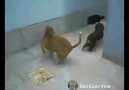 Enes Alperin Ninja Kedisi :D