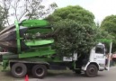 ENGENHARIA mudando uma arvore de lugar