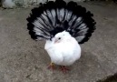 English Fantail Pigeon