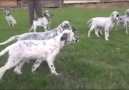 English Setter Pointer