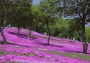 Enjoying at Takinoue Park Japan Credit Good Day HOKKAIDO (YouTube)