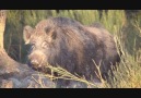 Enjoy this new video of wild boar!