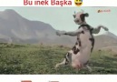 En Komik - Bu inek Başka