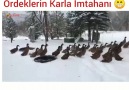 En Komik - Kümesden Dışarı Çıkan ördekler Aynı Hız&quotda...