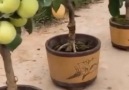 Entertainment Video - Awesome natural gift of fruits Facebook