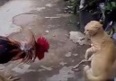 Epic battle between Rooster and Cat