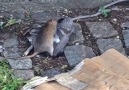 Epic Rat vs Pigeon fight in Williamsburg