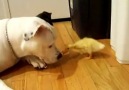 ★ PitBull ve Ördek Yavrusu ♥ PitBull and Duck ★