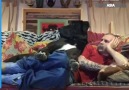 Epoch Asia - Great Dane Refuses To Let Owner Relax On The Couch Facebook