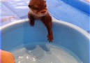 Epoch Times Panorama - Süer Baby-Otter lernt schwimmen! Facebook