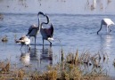 Erciş'te Flamingo Akını