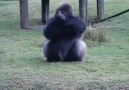 Erhan Yerlikaya - Bir hayvanat bahçesinde bulunan goril...