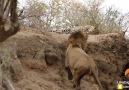 Erkek Aslanın Leopara Saldırı Anı