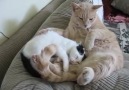 Erkek kediden anne ♥ /Male cat adopts kitten