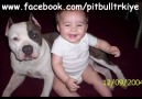 Errahyn Adorno feat Zan6 - Pit Bull (Pitbull TR)