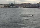 Ertaç Özbek - Karaköy & Kadıköy arası YUNUSLARIN dansi