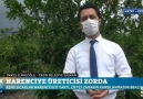 Erzinimizde ve bölgemizde narenciyemizde... - Erzin Belediyesi