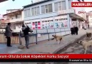 Erzurum'da döverek bayılttıkları köpeği köprüden aşağı attılar