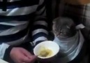 Erzurumlu kedi mama yiyor dublaj versiyonuVia