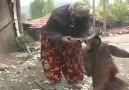 Eşeğinden başka kimsesi olmayan Azize nine Eşeği ile helalleşirken