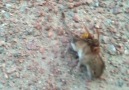 eşek arısının fareye saldırısı ..