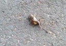 Eşek arısının fareye saldırısı .. O