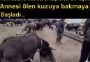 Eşek kuzuyu evlat edindi.