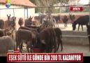 EŞEK SÜTÜ İLE GÜNDE BİN 200 TL KAZANIYOR