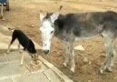 Eşşeğin Köpekten İntikamı...