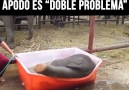 Es todo diversin!